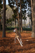 Bio-based Fiber Insulated Sighthound Coat