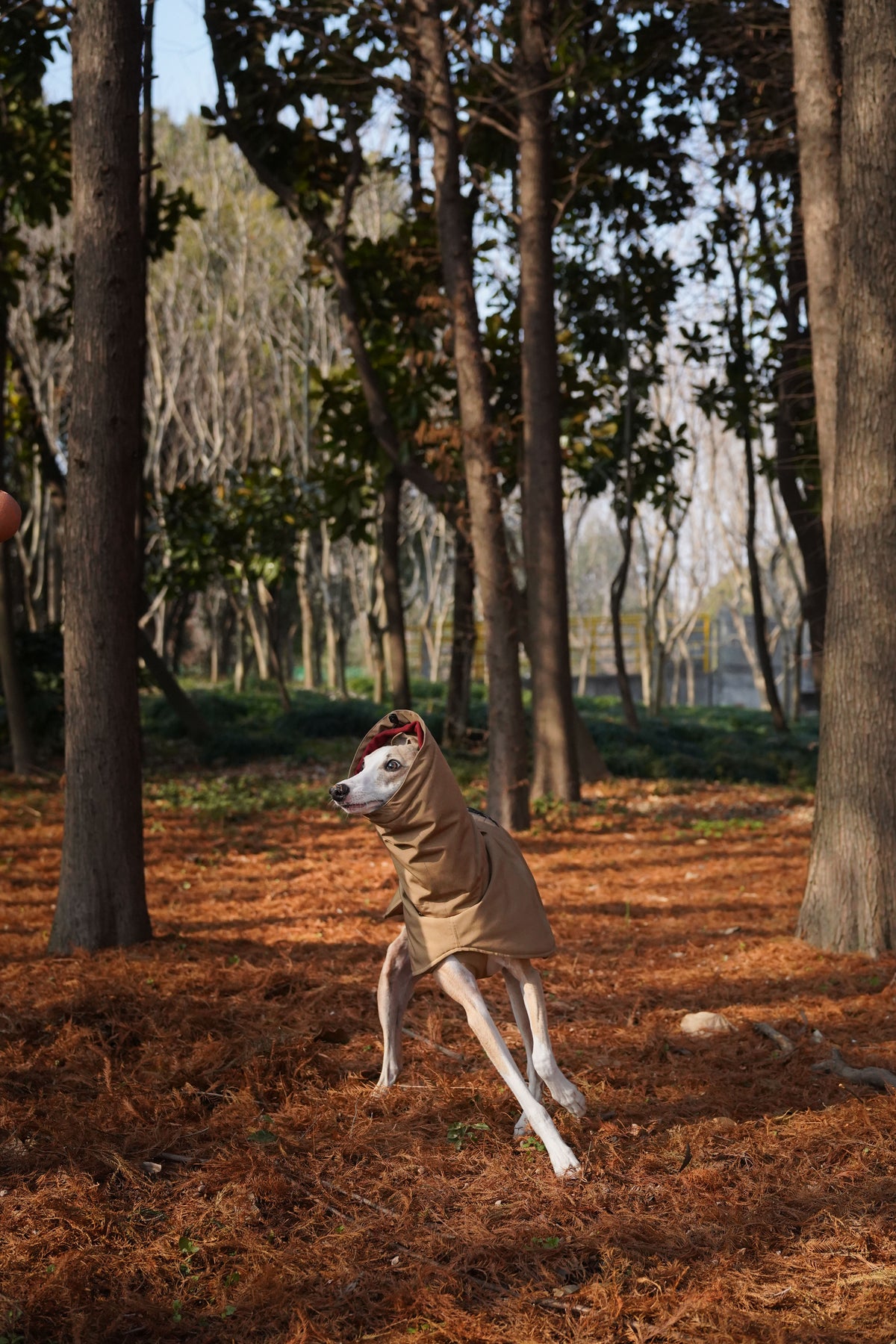 Bio-based Fiber Insulated Sighthound Coat