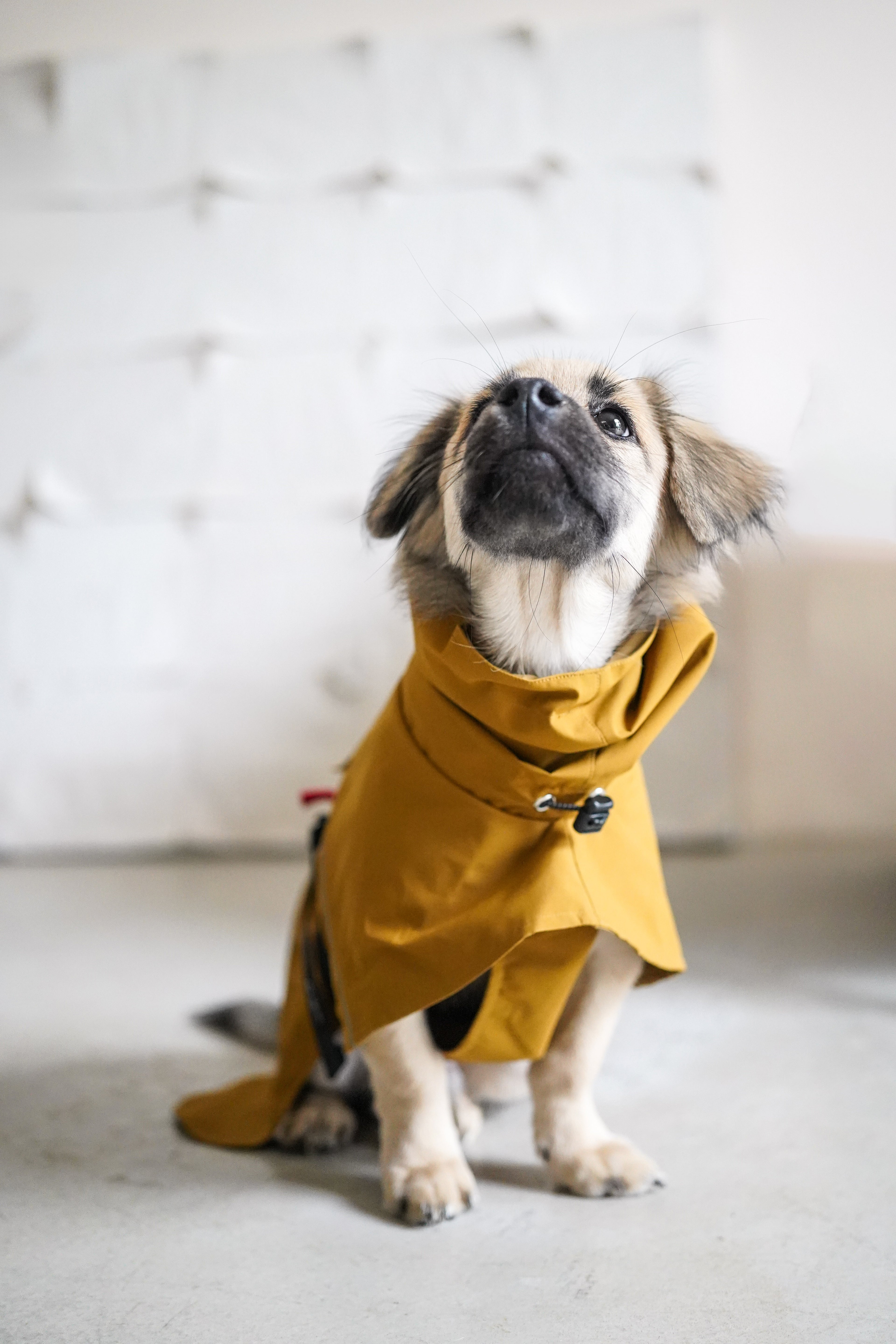 Fast wear raincoat for all breeds