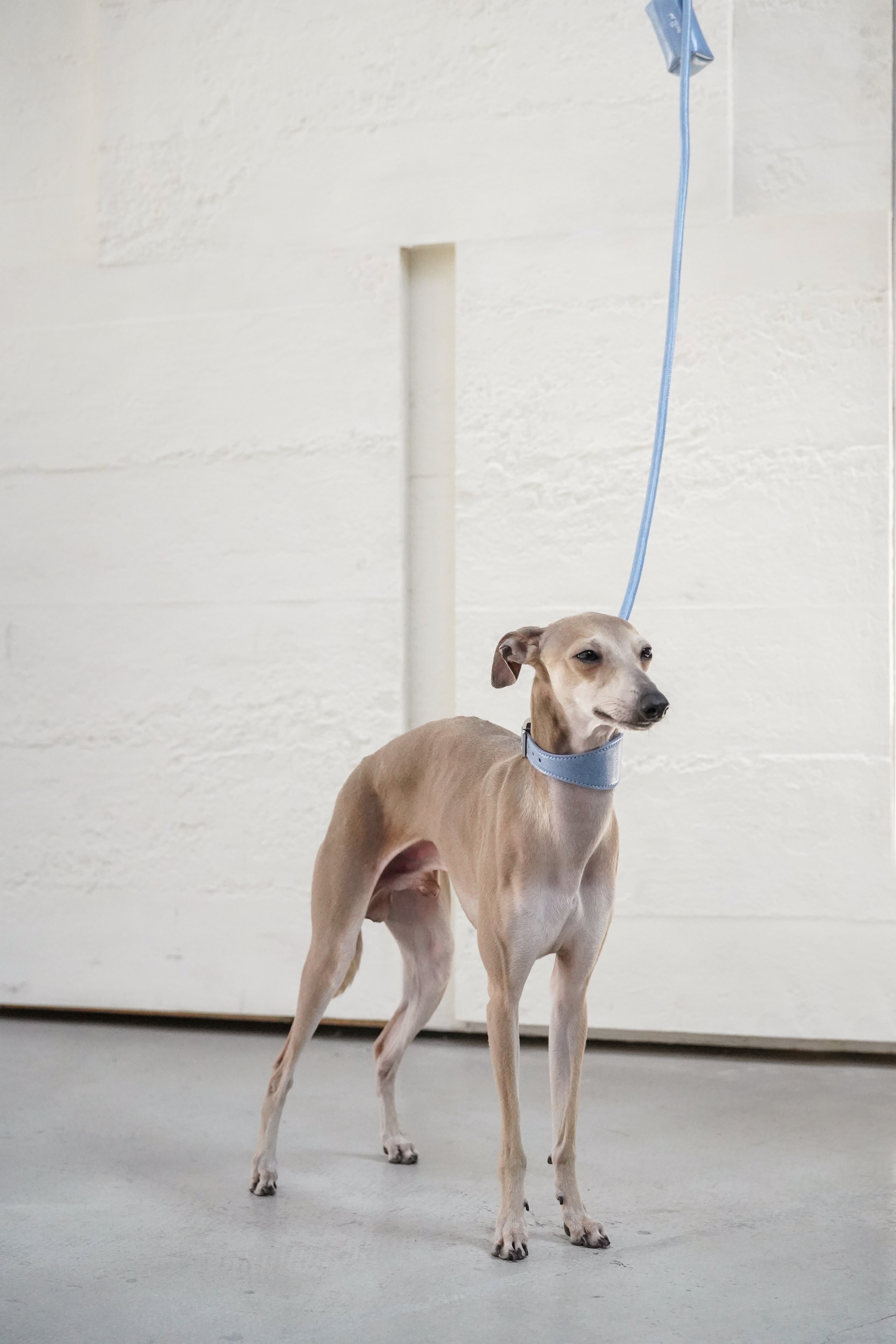 Denim Blue Vegan Leash