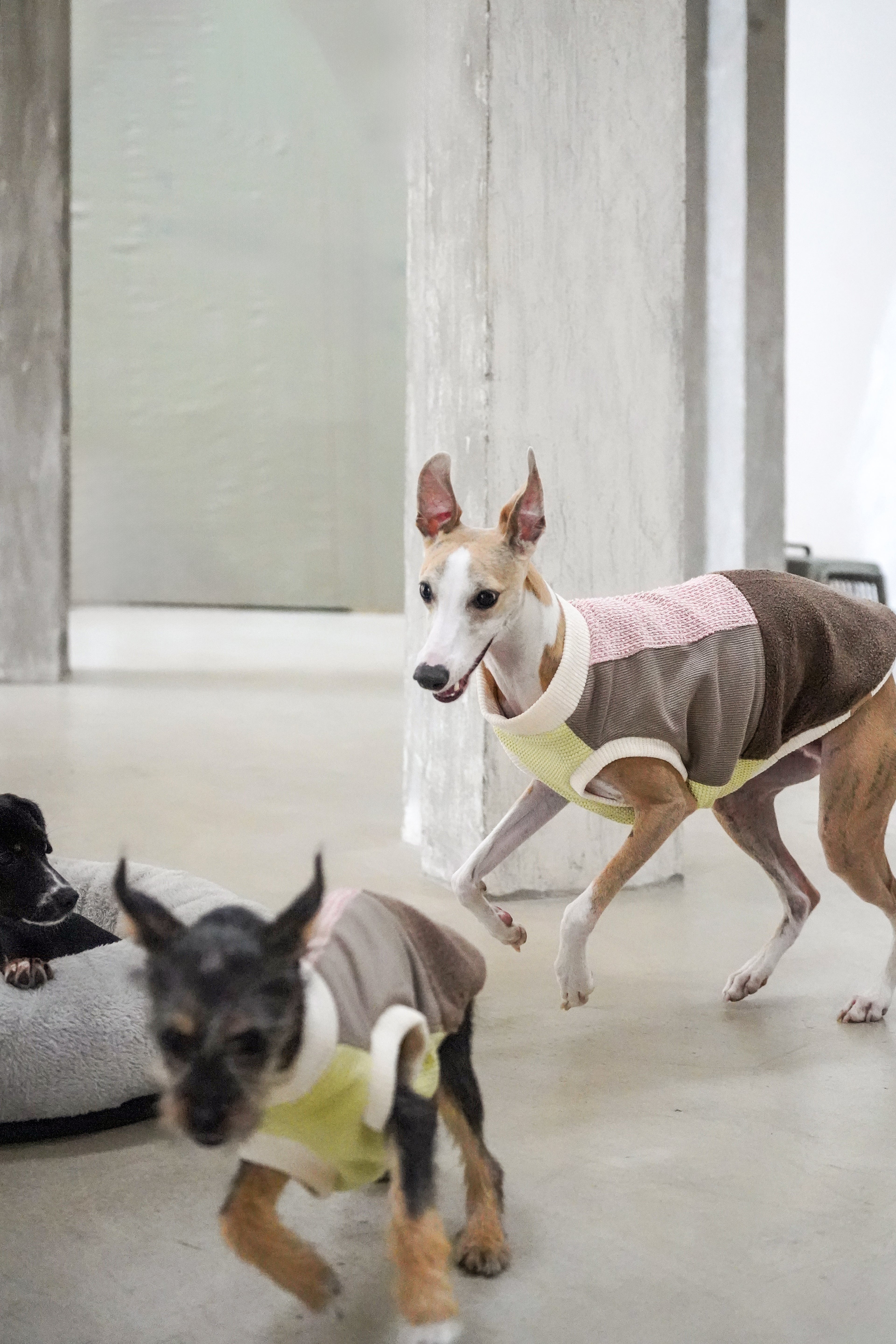 Fun sweater vest for all breeds