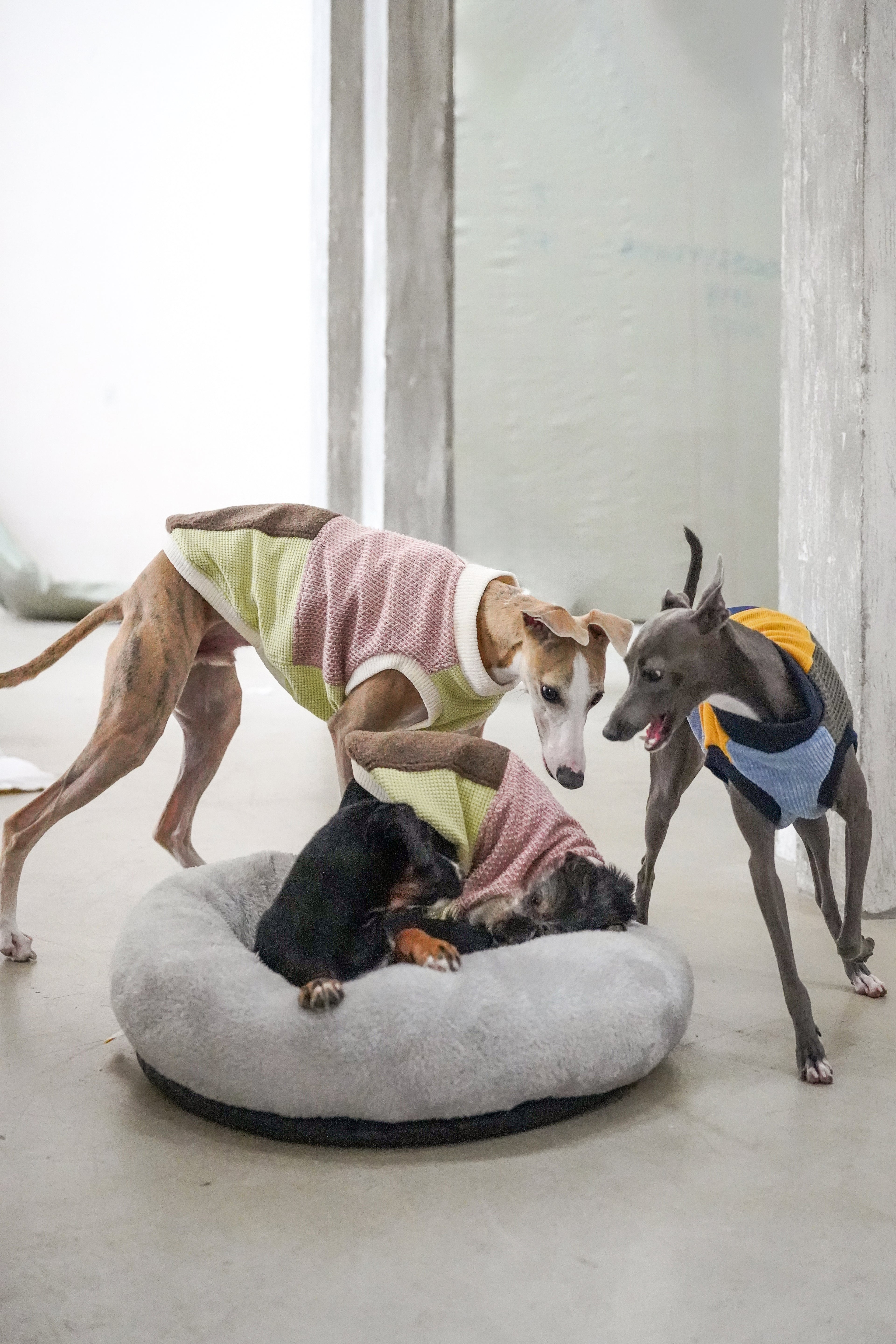 Fun sweater vest for all breeds