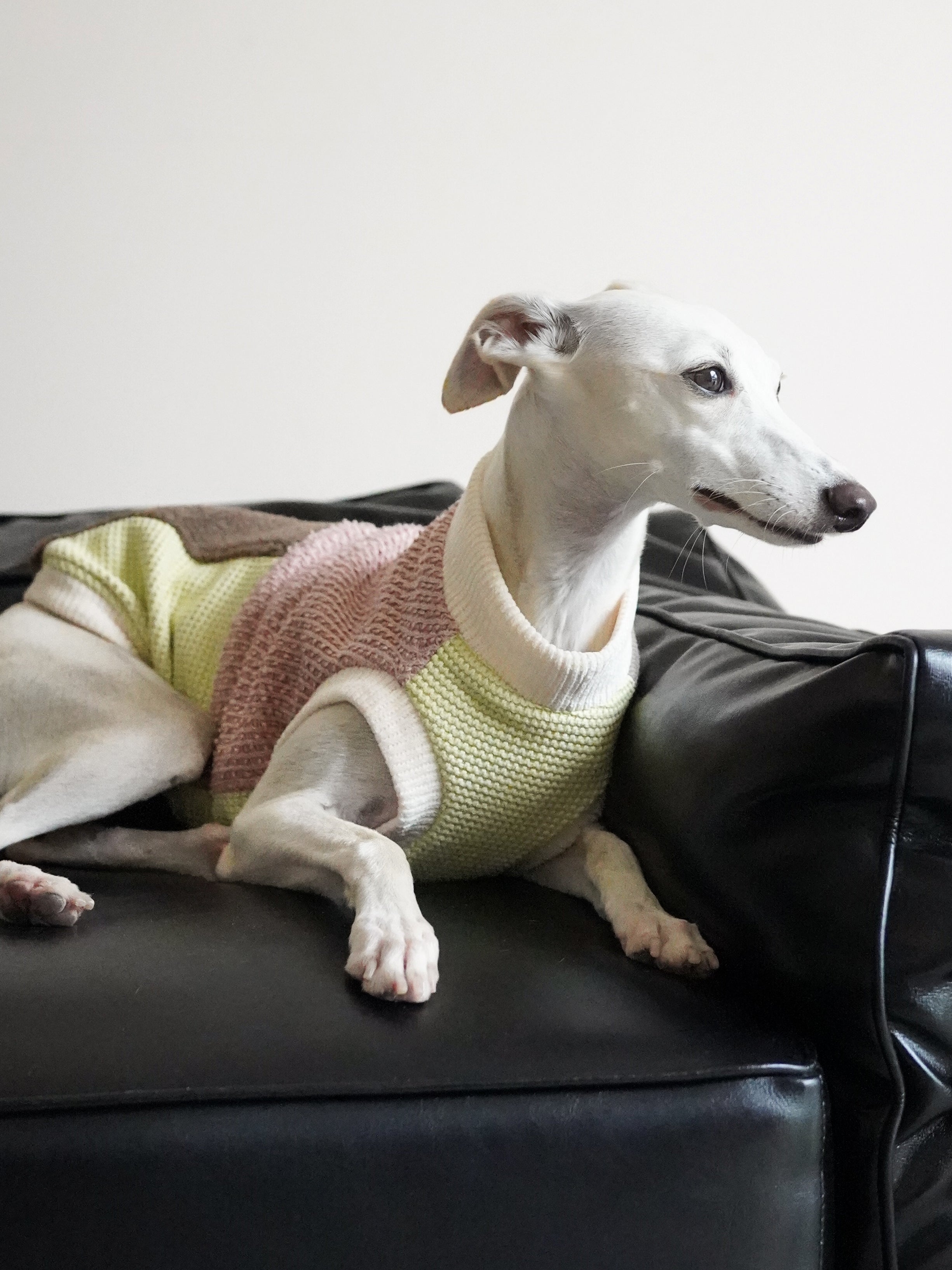 Fun sweater vest for all breeds