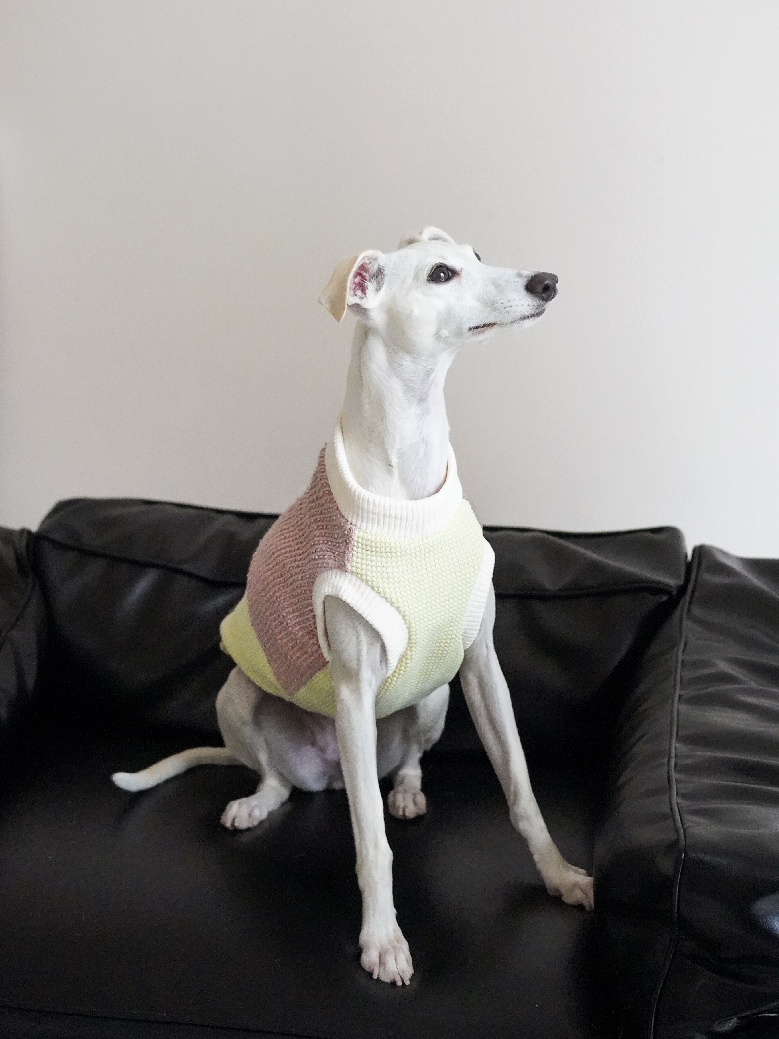 Fun sweater vest for all breeds