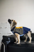 Fun sweater vest for all breeds