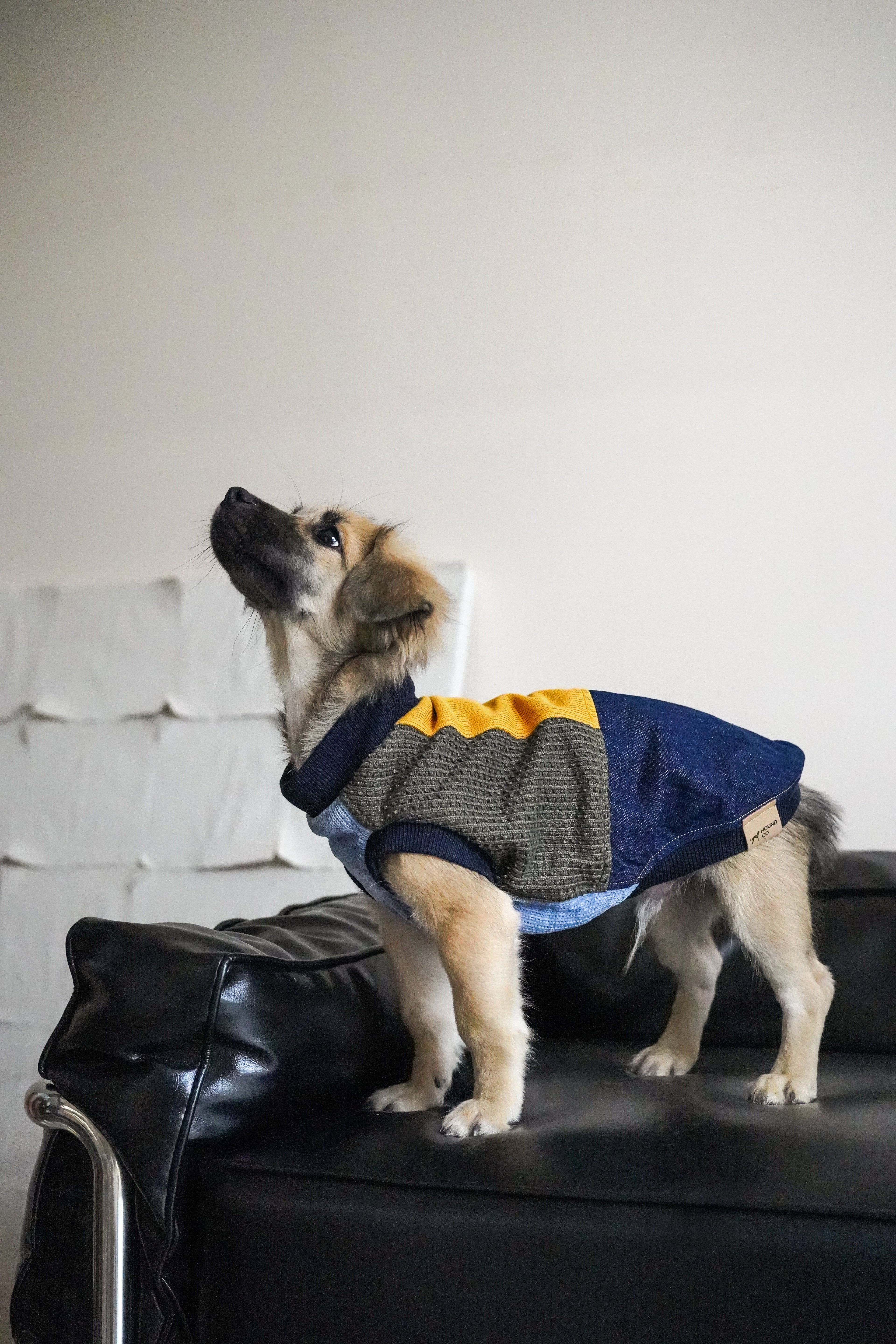 Fun sweater vest for all breeds