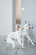 Sighthound cozy stripes onsie