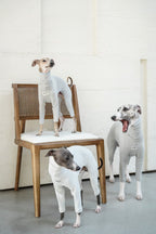 Sighthound cozy stripes onsie