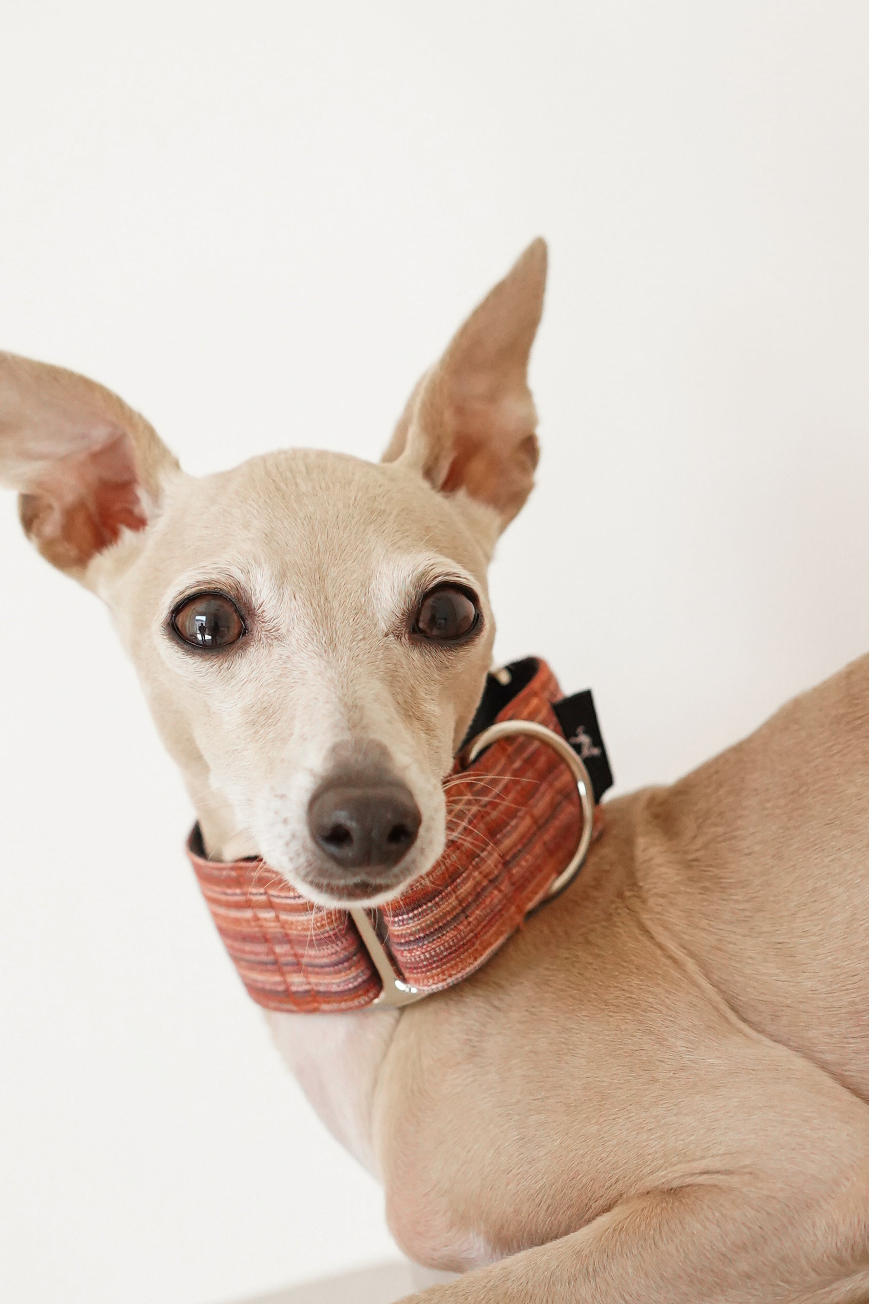 Martingale Collar Autumn Berries
