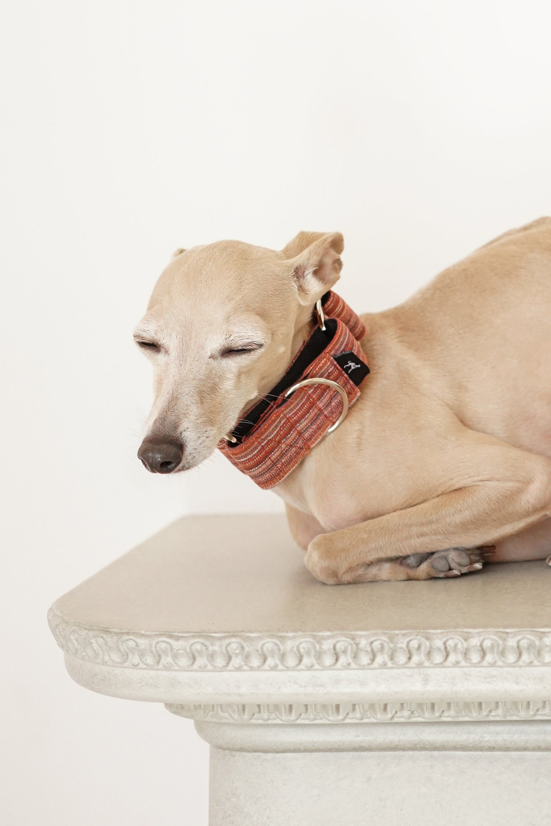 Martingale Collar Autumn Berries