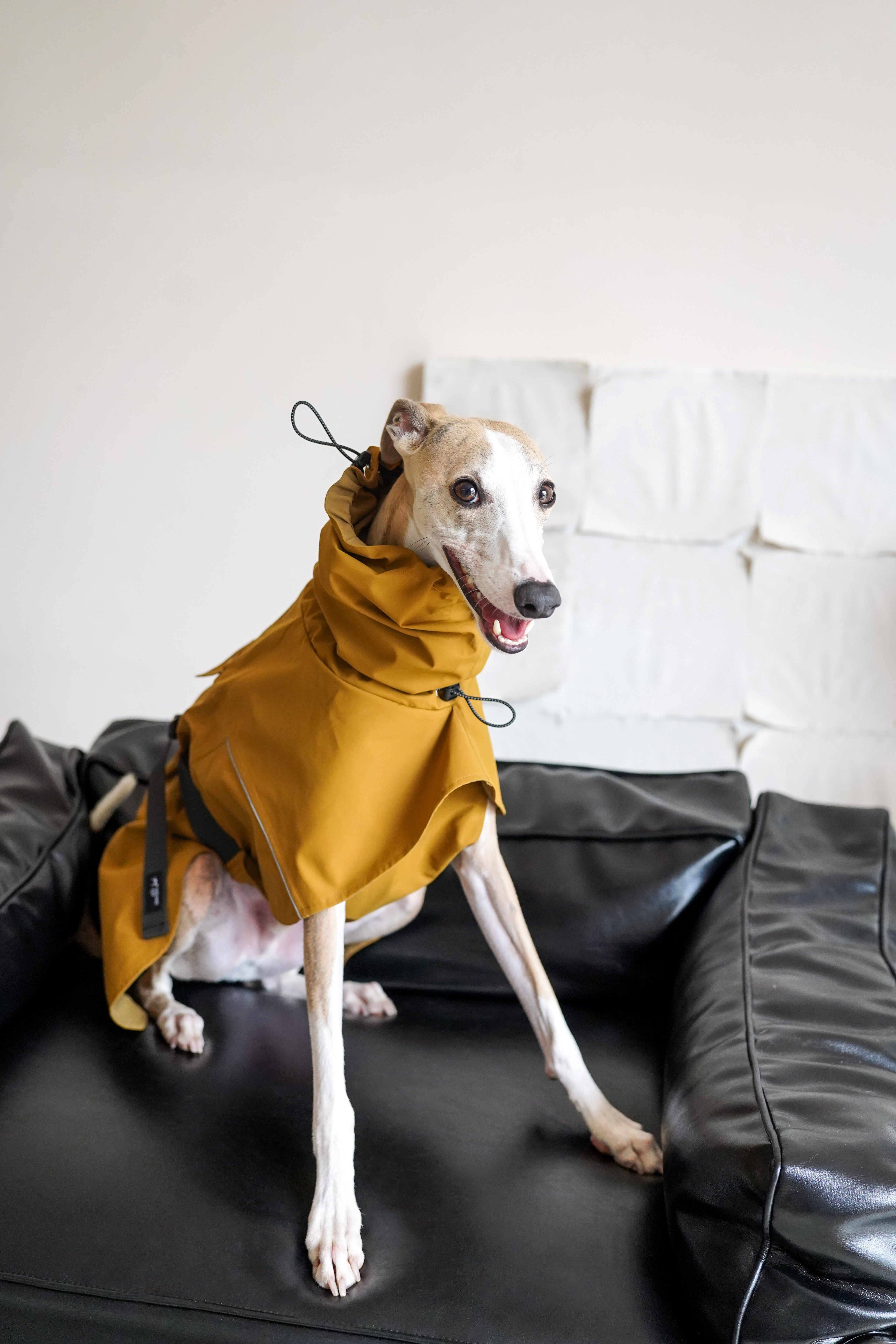 Fast wear raincoat for all breeds