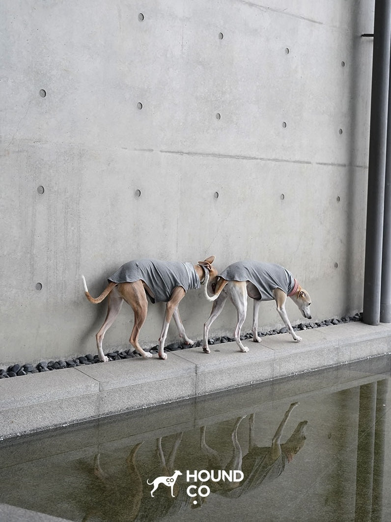 Lightweight Vest for Sighthound