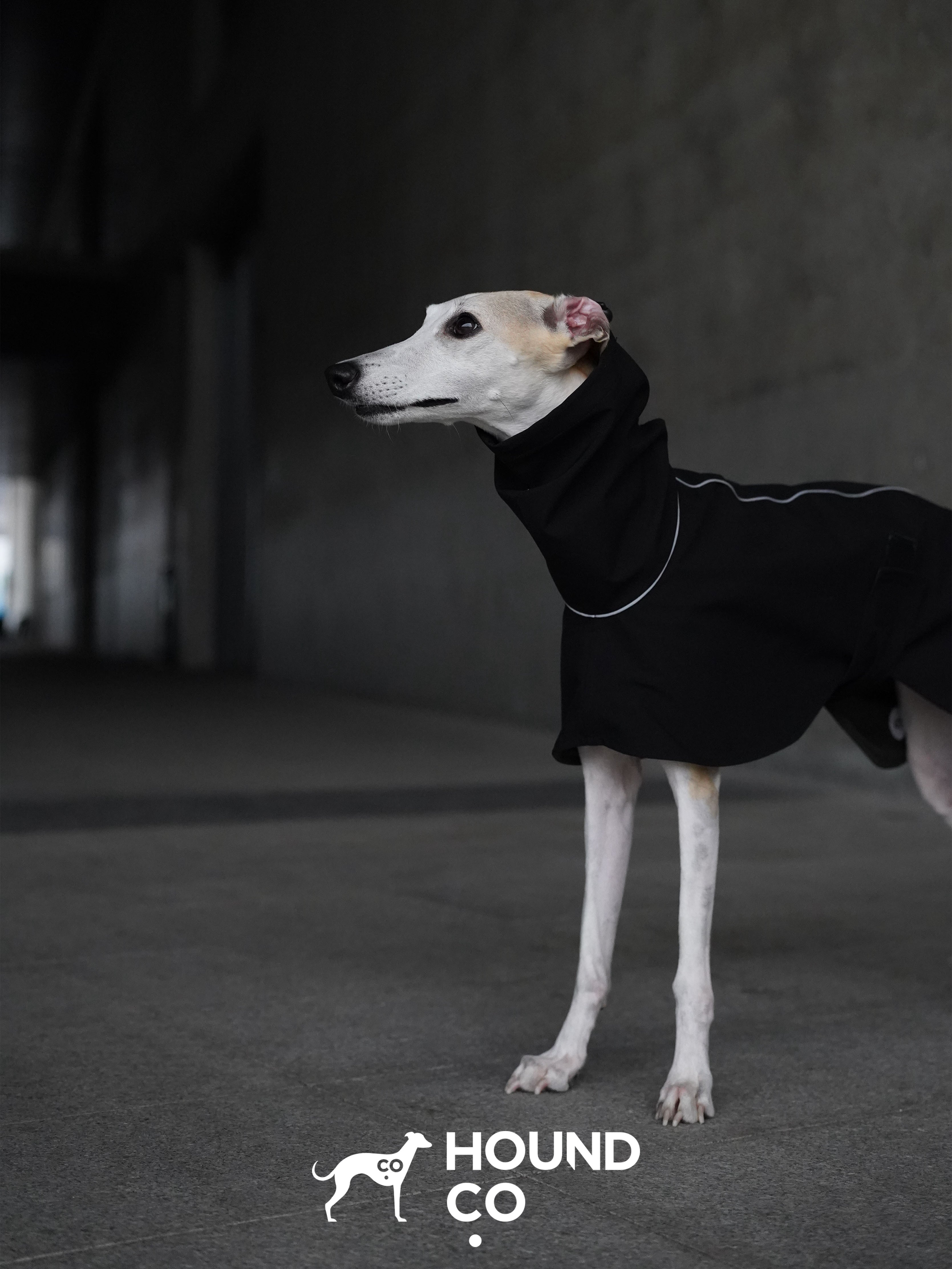 Lightweight Raincoat for Sighthound
