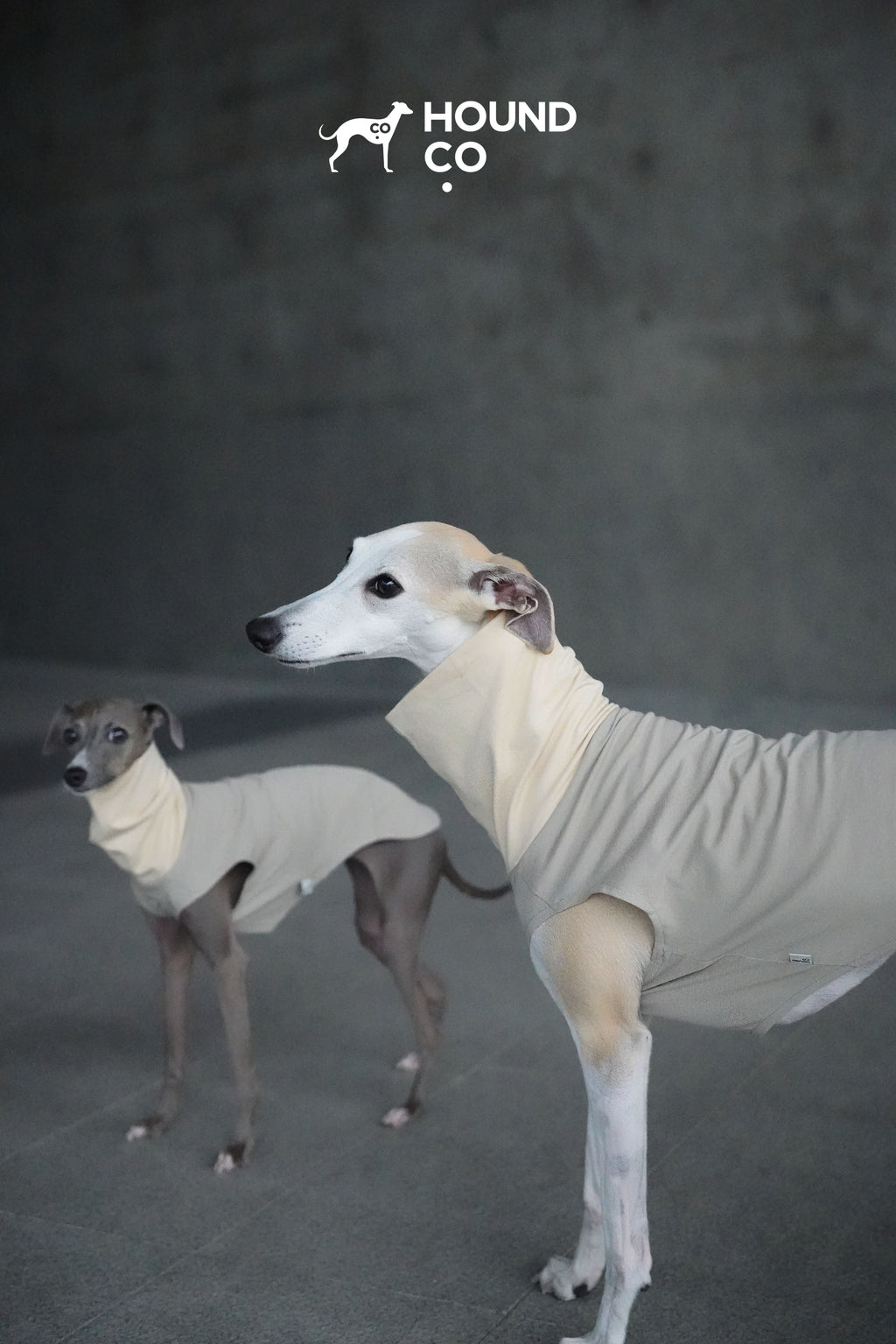 Lightweight Vest for Sighthound