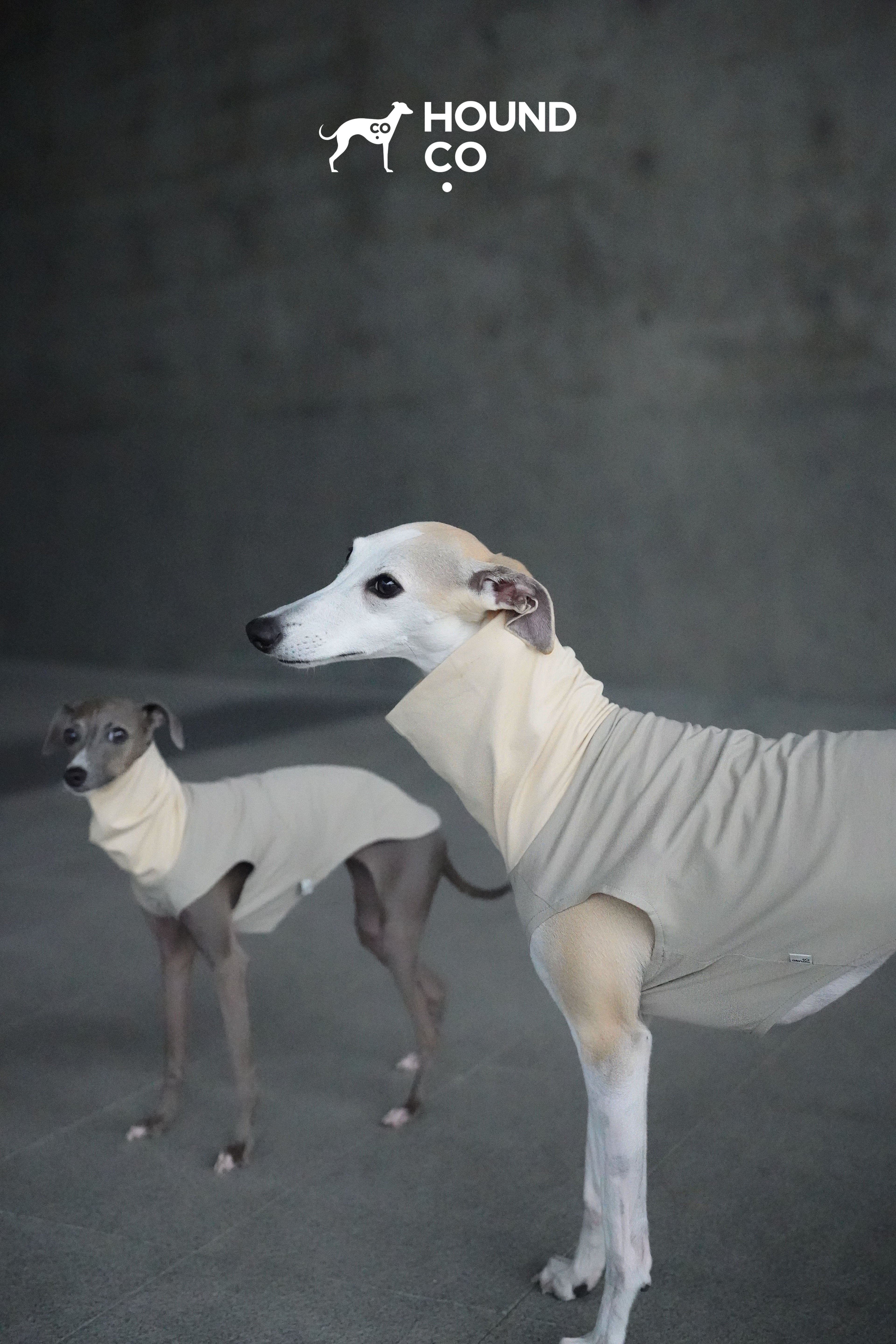 Lightweight Vest for Sighthound