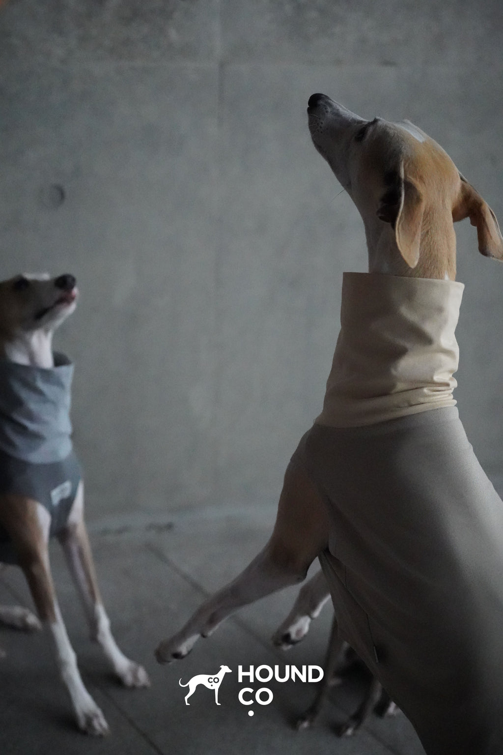 Lightweight Vest for Sighthound