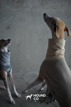 Lightweight Vest for Sighthound