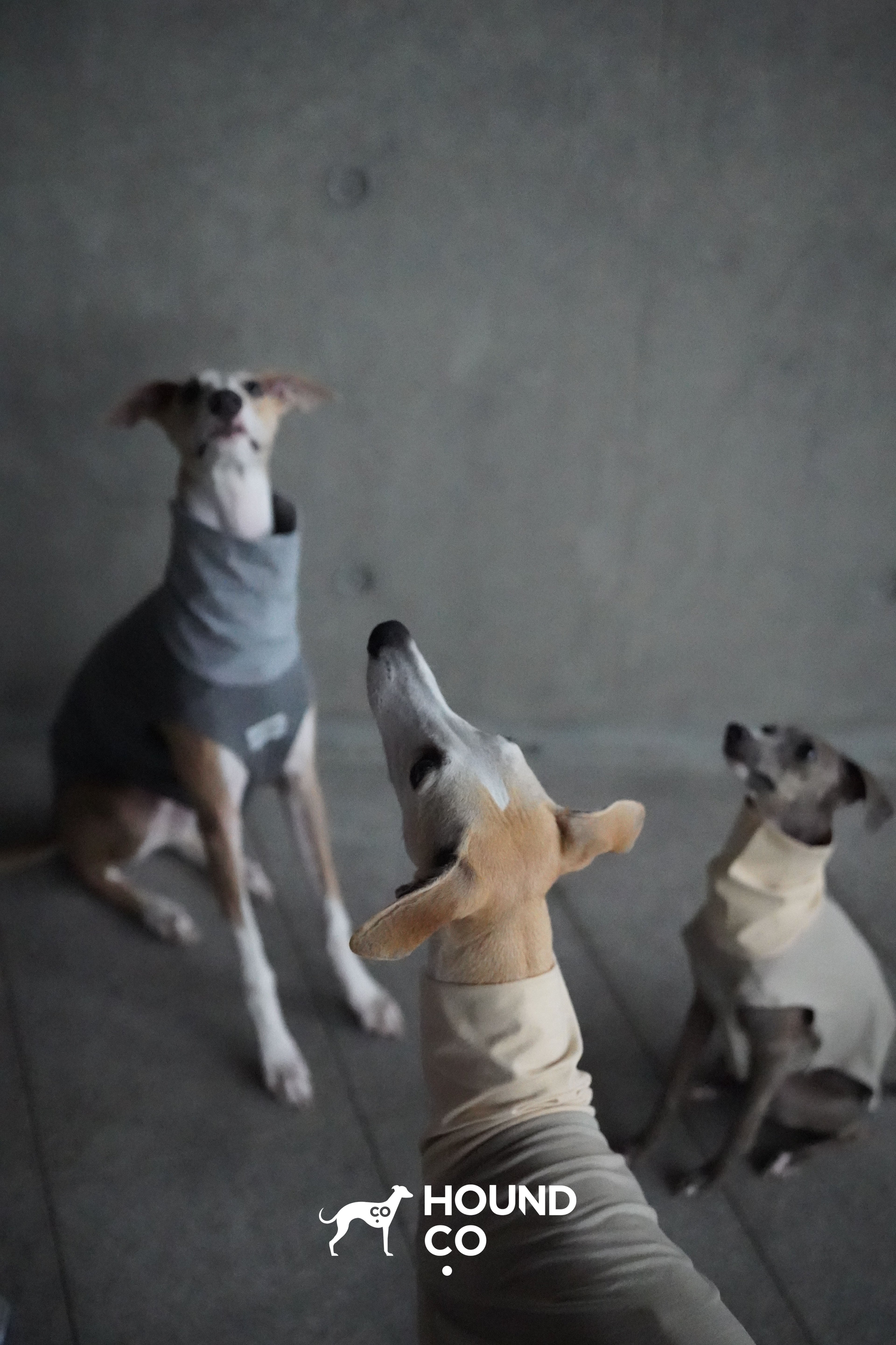 Lightweight Vest for Sighthound